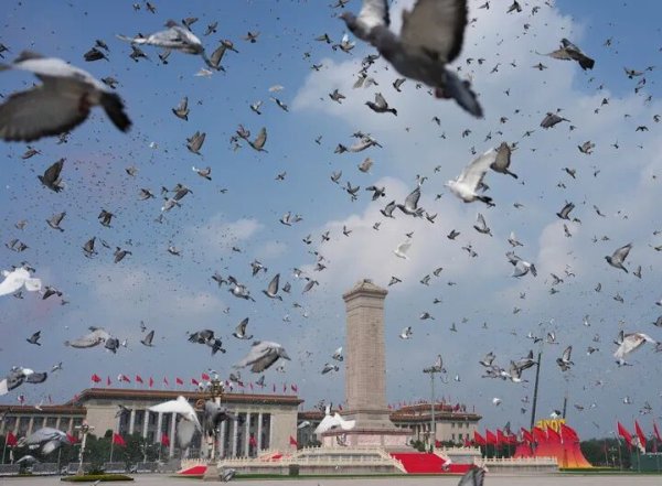 三叶草策略 参加阅兵的鸽子都是“借”的？北京市民：鸽子已到家